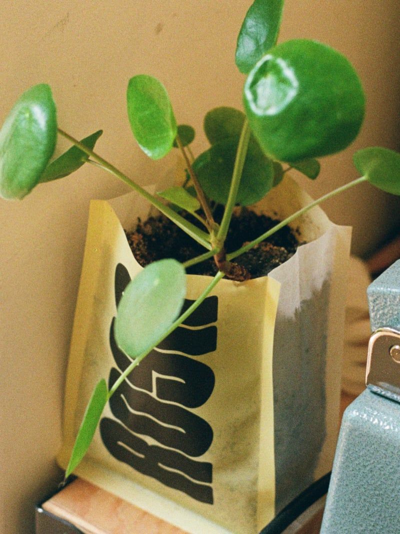 Pilea növény ROSA kávészacskóban az ablakpárkányon